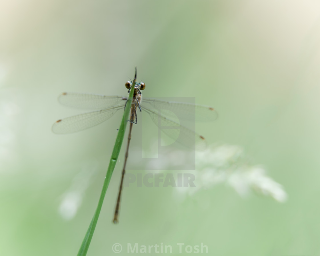 "Damselfly roosting on grass, soft background." stock image