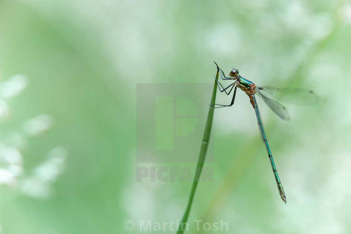 "Strumpshaw Fen RSPB, June 2018" stock image