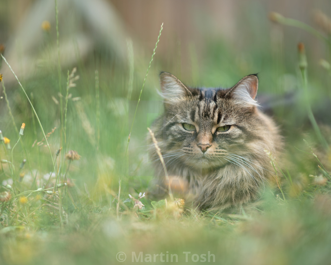 "Tabby cat lying in wild garden grass. Eye contact i." stock image