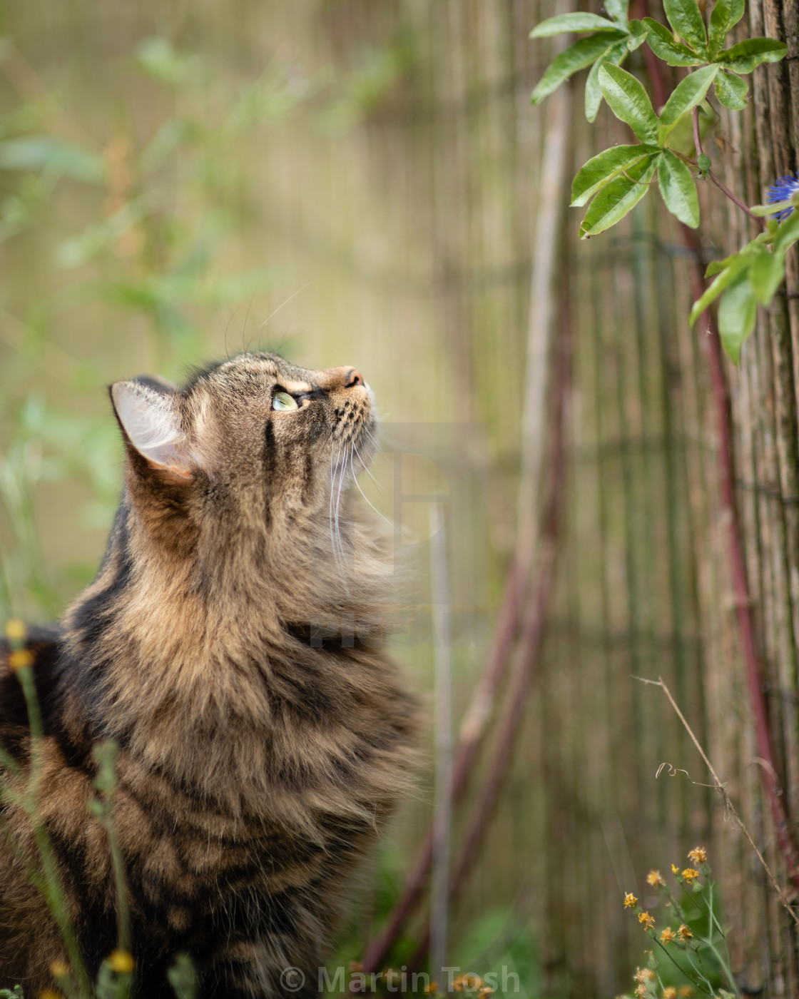 "Tabby cat looking up at garden fence i." stock image