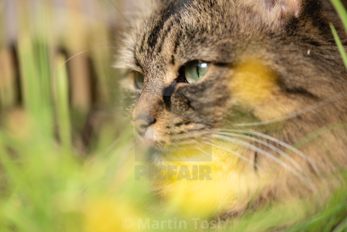 "Tabby cat head shot through garden grass." stock image