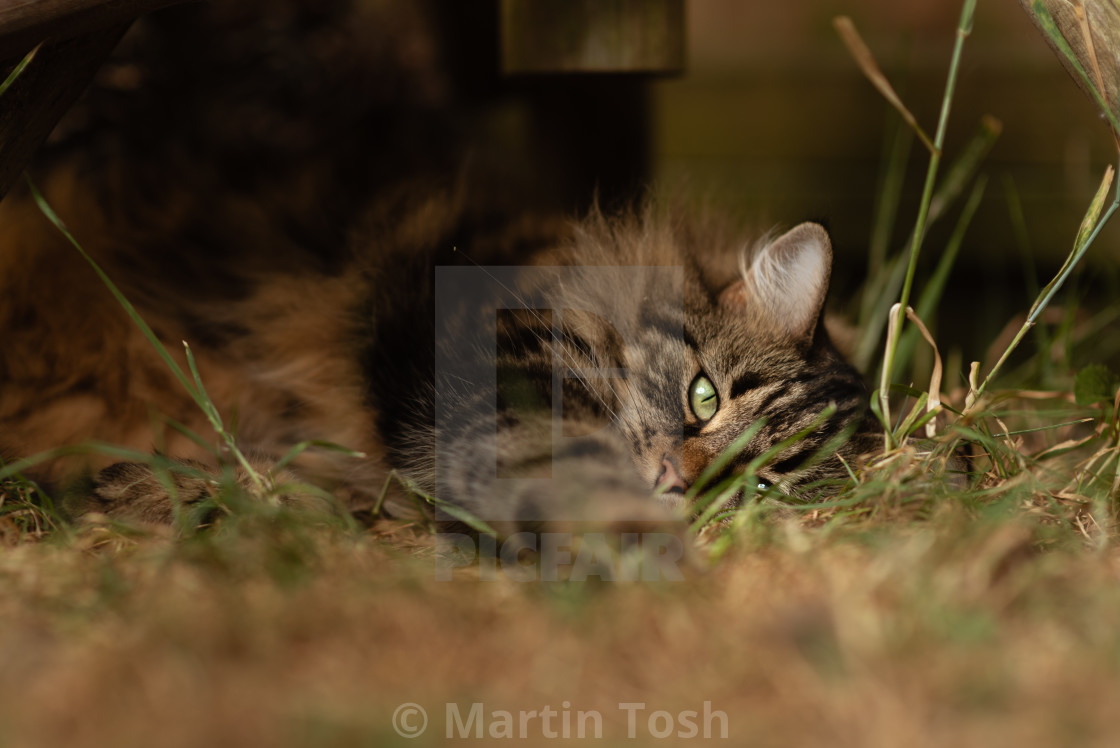 "Tabby cat in garden under the bird table vii." stock image