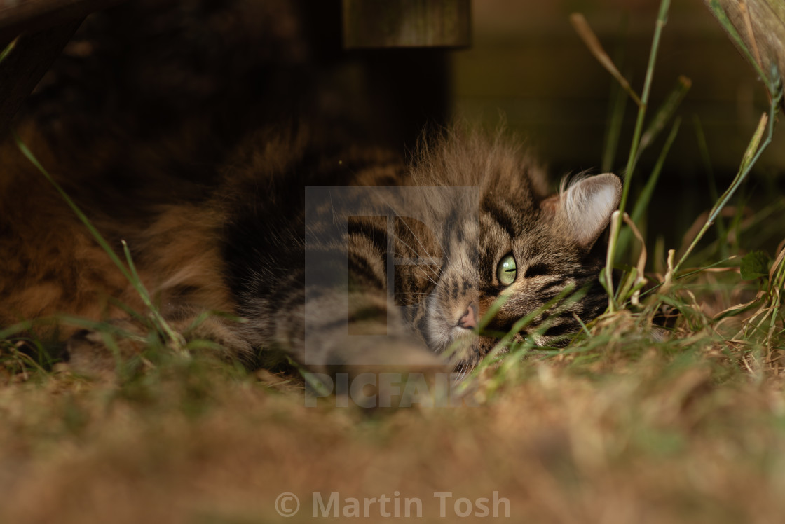 "'International (lazy) cat day. Pickle' Tabby cat in garden under the bird..." stock image