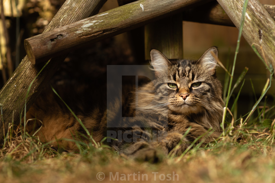 "'Pickle Pose' Tabby cat in garden under the bird table xi" stock image