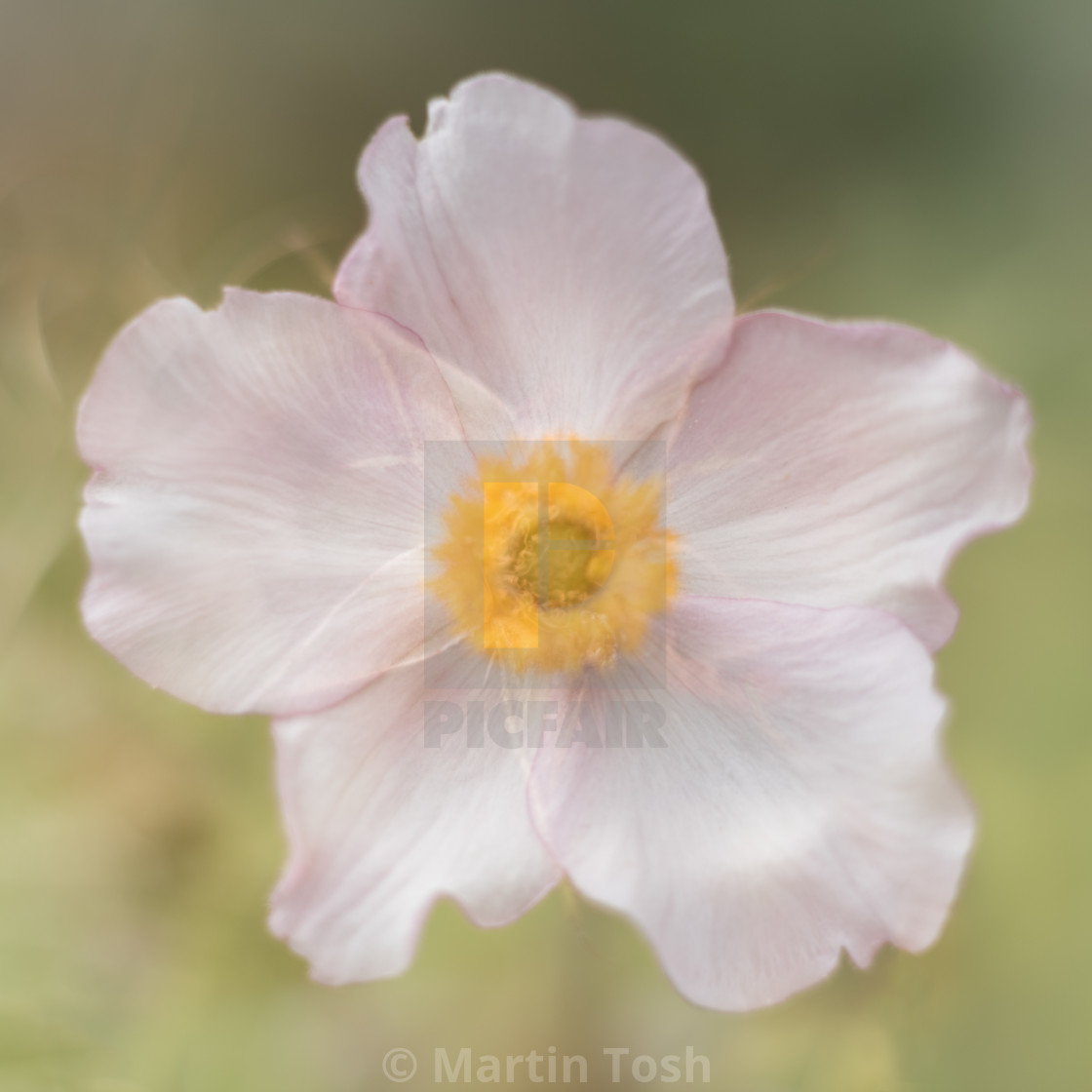 "Anemone flower multiple exposure abstract." stock image