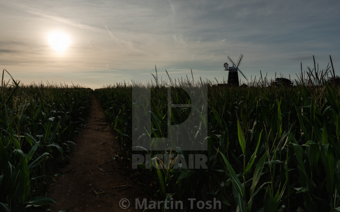 "Backlit corn field at sunrise with windmill." stock image