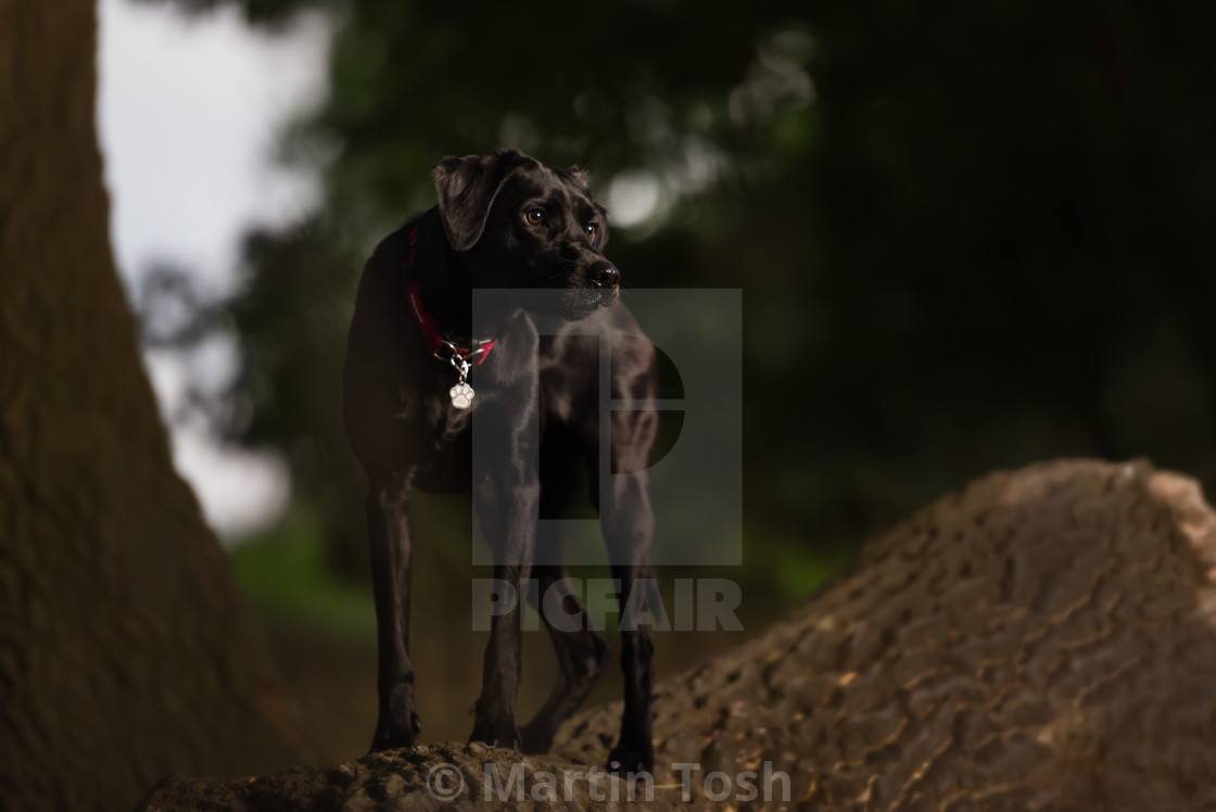 "Black lab dog portrait in park i." stock image