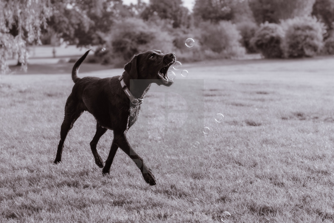 "Black Lab dog in park catching bubbles, mono." stock image