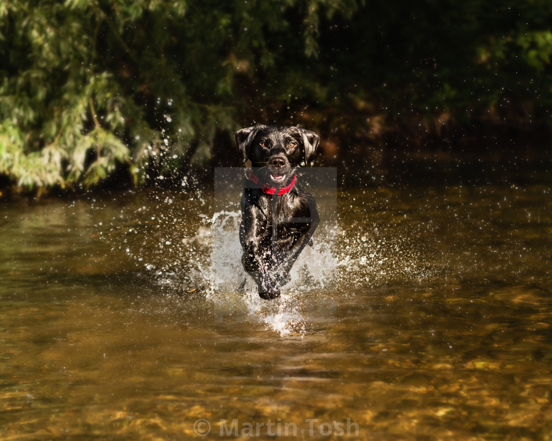 "Black Lab dog running in stream i." stock image