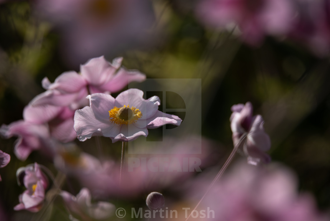 "Anemone flowers in garden, soft focus framing." stock image