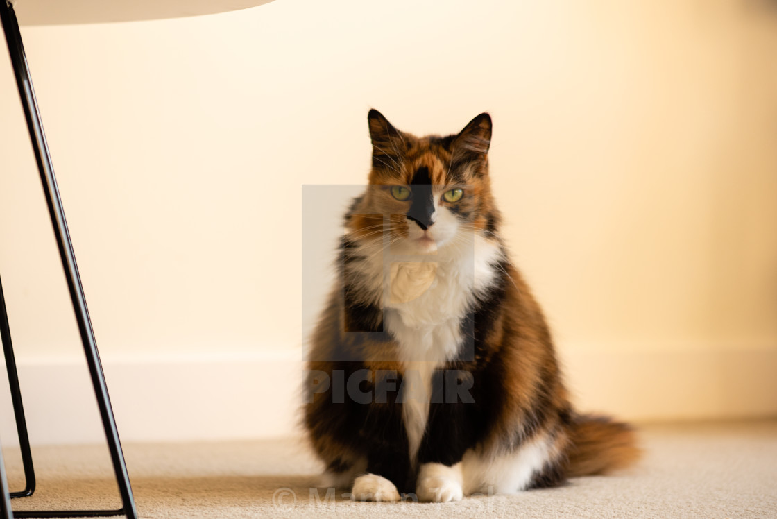 "Long hair Calico cat indoors ii sitting on carpet eye contact." stock image