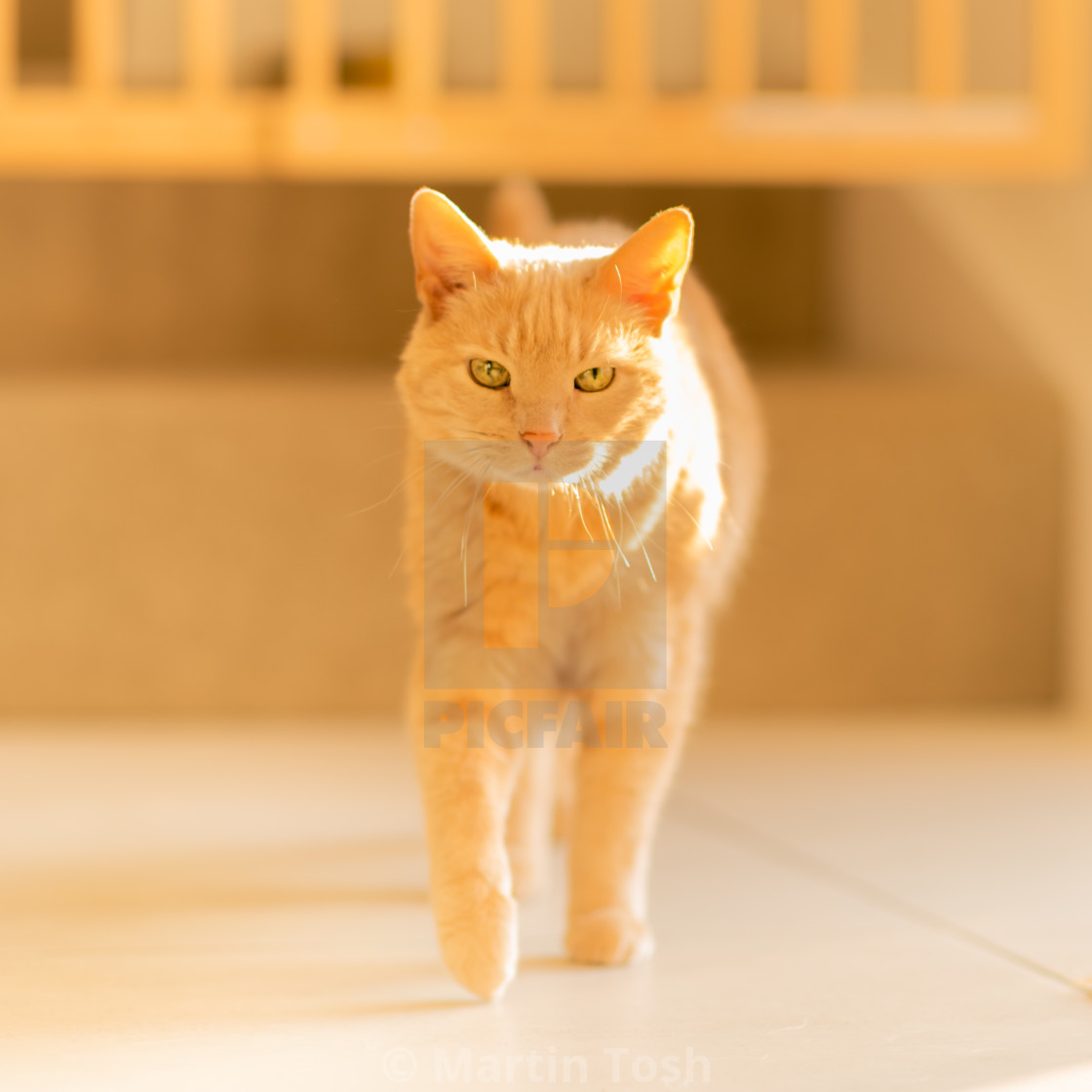 "Ginger cat in home x walking forwards eye contact." stock image