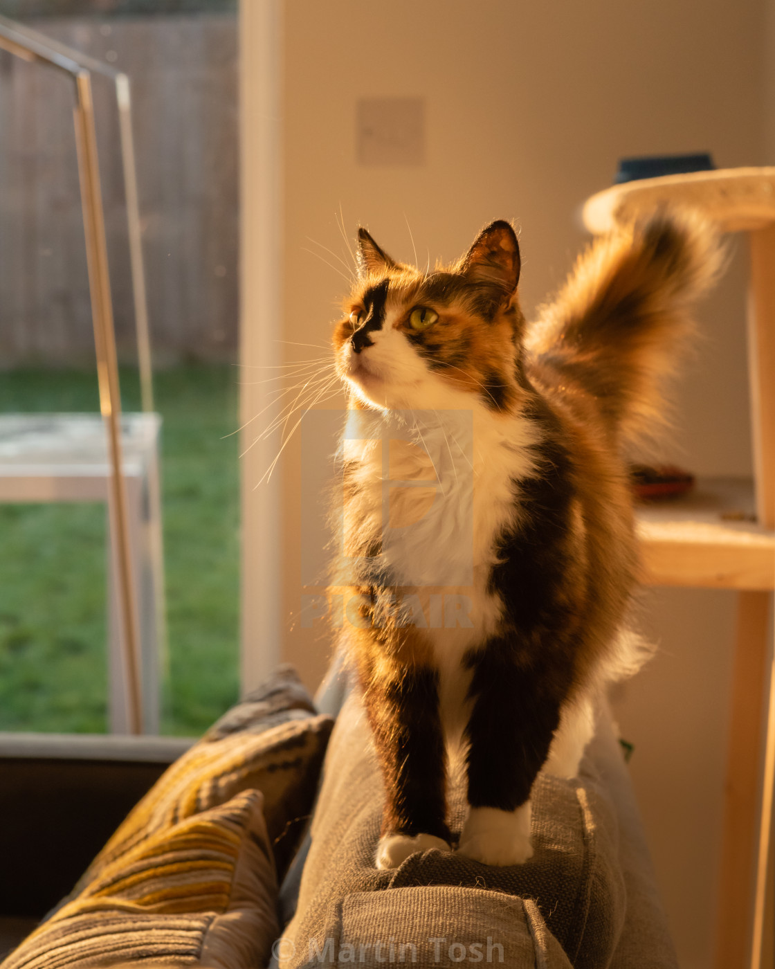 "Long hair Calico cat indoors xiv standing on back of sofa looking up left." stock image