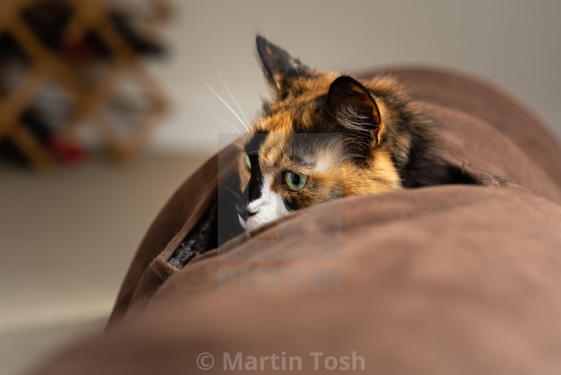 "Long hair Calico cat indoors xx peeking out of cat tunnel." stock image