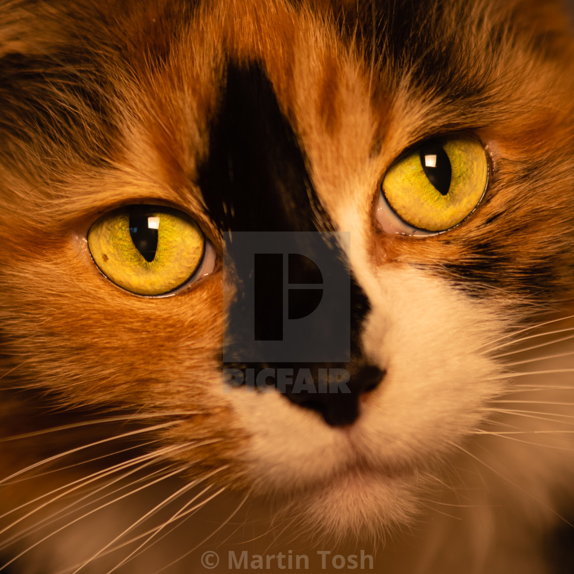 "Long hair Calico cat indoors xxiv headshot portrait eye contact square crop." stock image