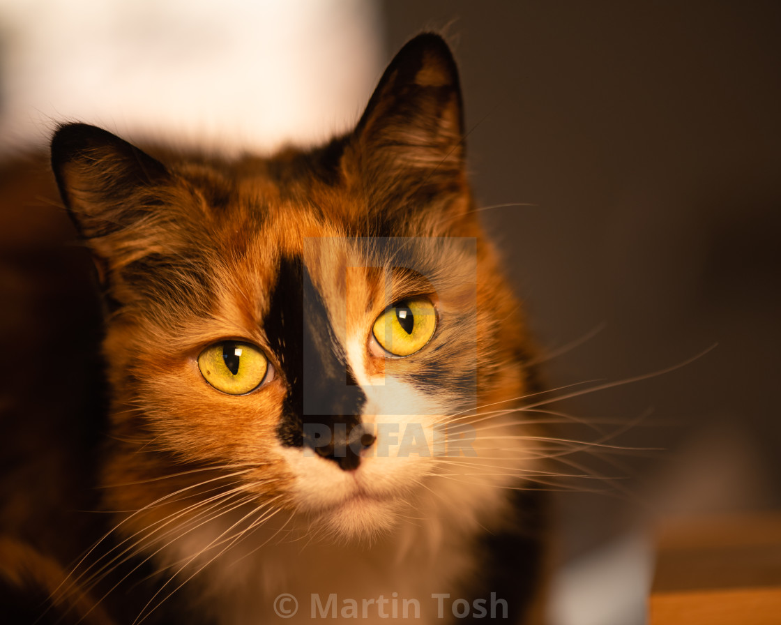 "Long hair Calico cat indoors xxv headshot portrait eye contact." stock image