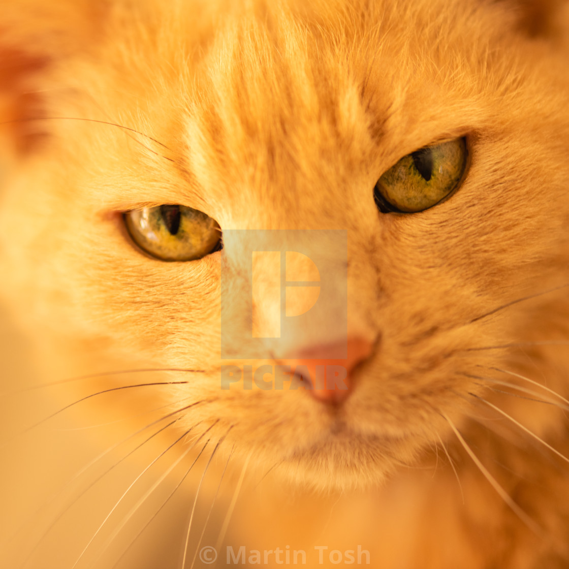 "Ginger cat in home iii headshot portrait." stock image