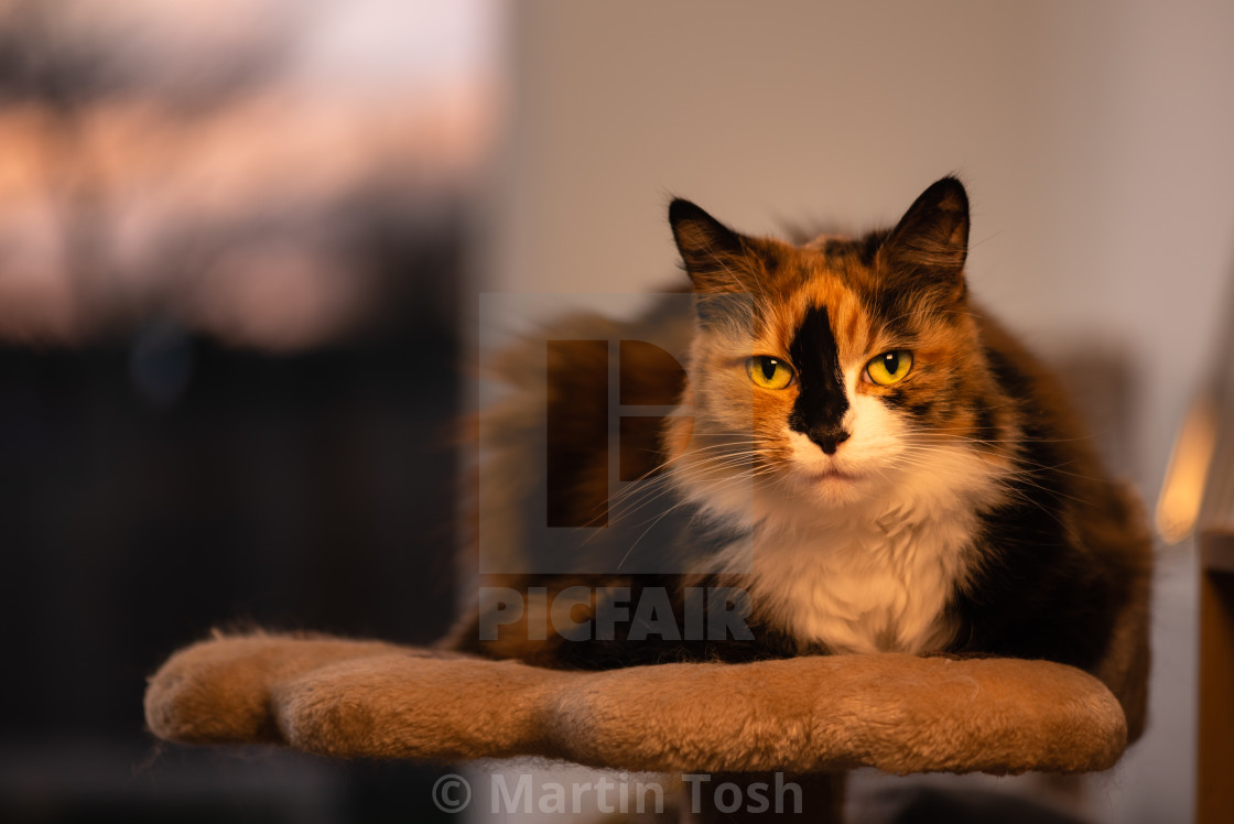 "Long hair Calico cat indoors xxvii loafing on podium eye contact." stock image