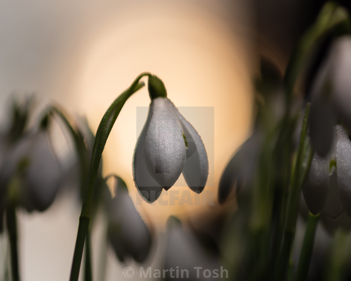 "Snowdrop portraits iv single soft rising sun bg." stock image