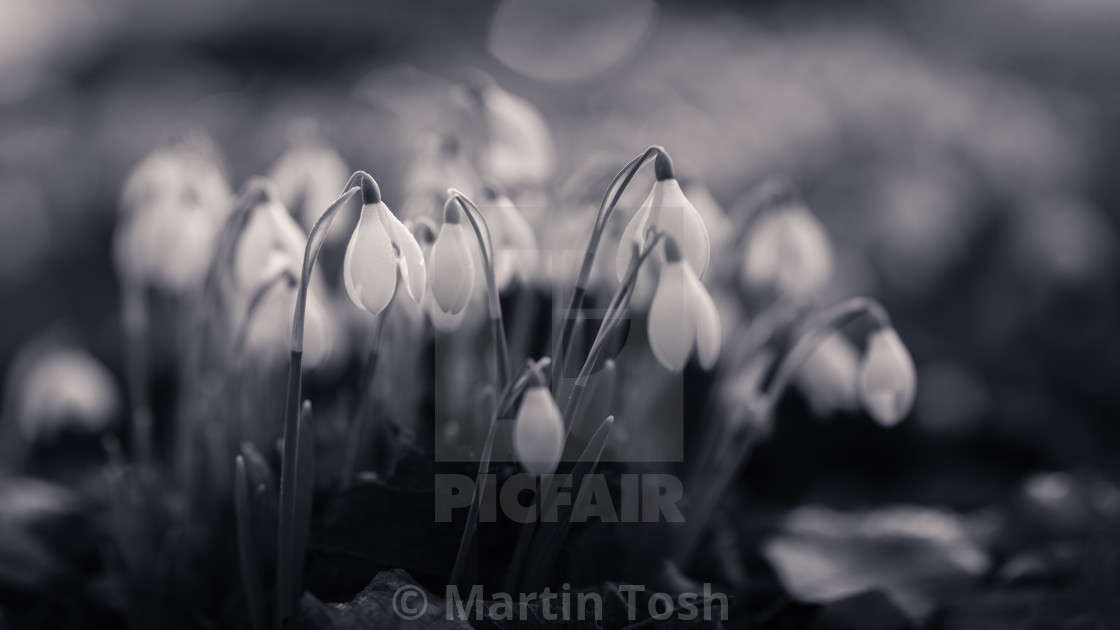 "Snowdrop portraits v pano in mono." stock image