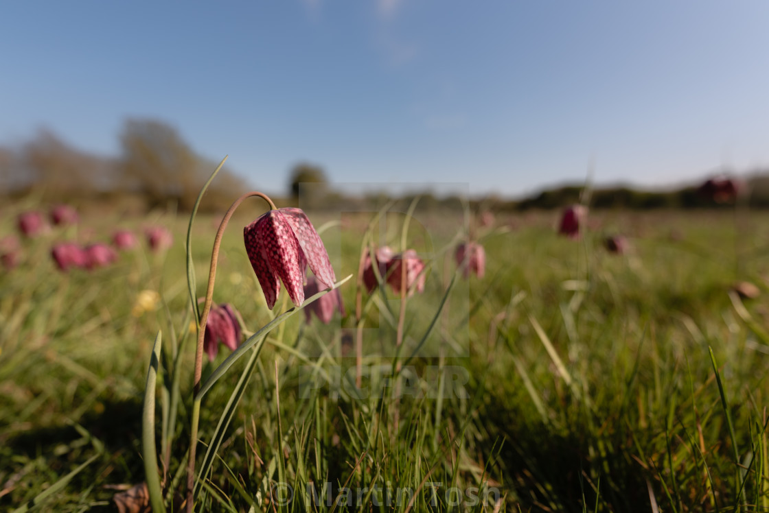 "Snakes head fritillary flowers ii wide meadow shot." stock image