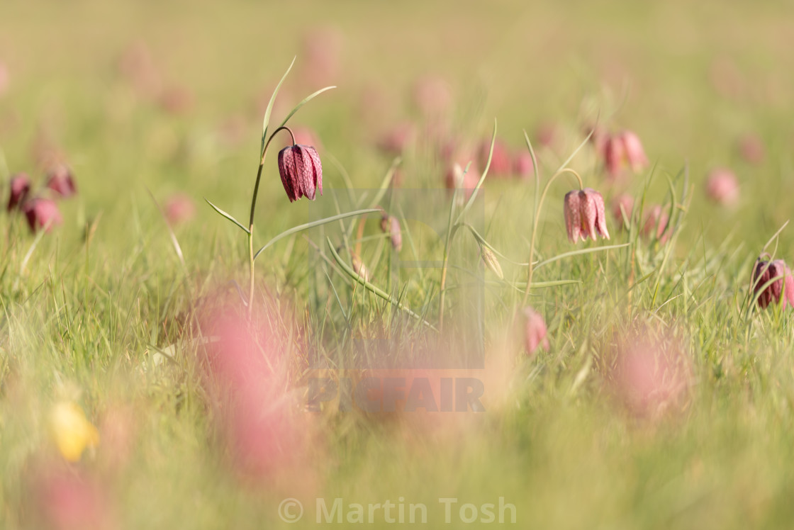 "Snakes head fritillary flowers iii single red among many soft focus." stock image