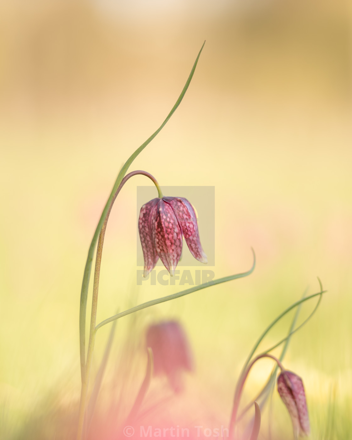 "Snakes head fritillary flowers iv single red study portrait." stock image