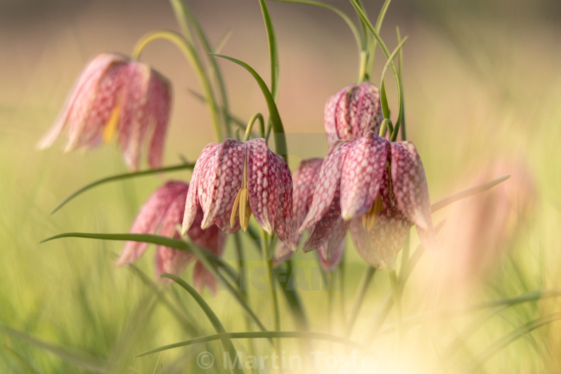 "Snakes head fritillary flowers v cluster of reds soft bg." stock image