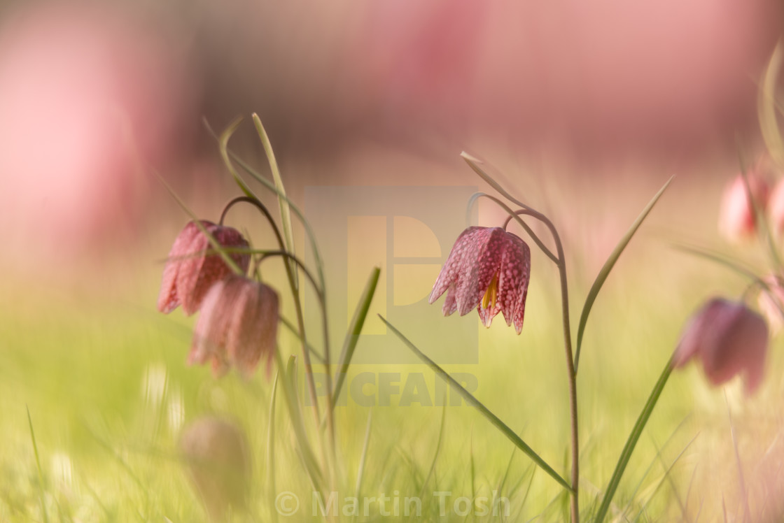 "Snakes head fritillary flowers vii cluster of reds oof soft framimg." stock image