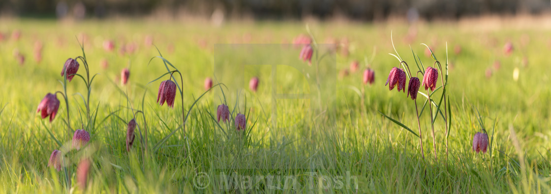 "Snakes head fritillary flowers vii meadow pano." stock image