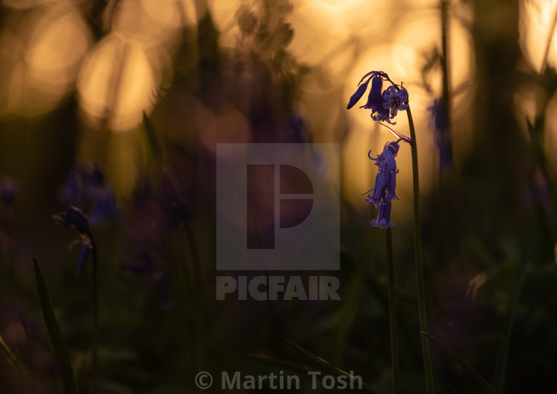 "Bluebells with dappled sunny bg." stock image