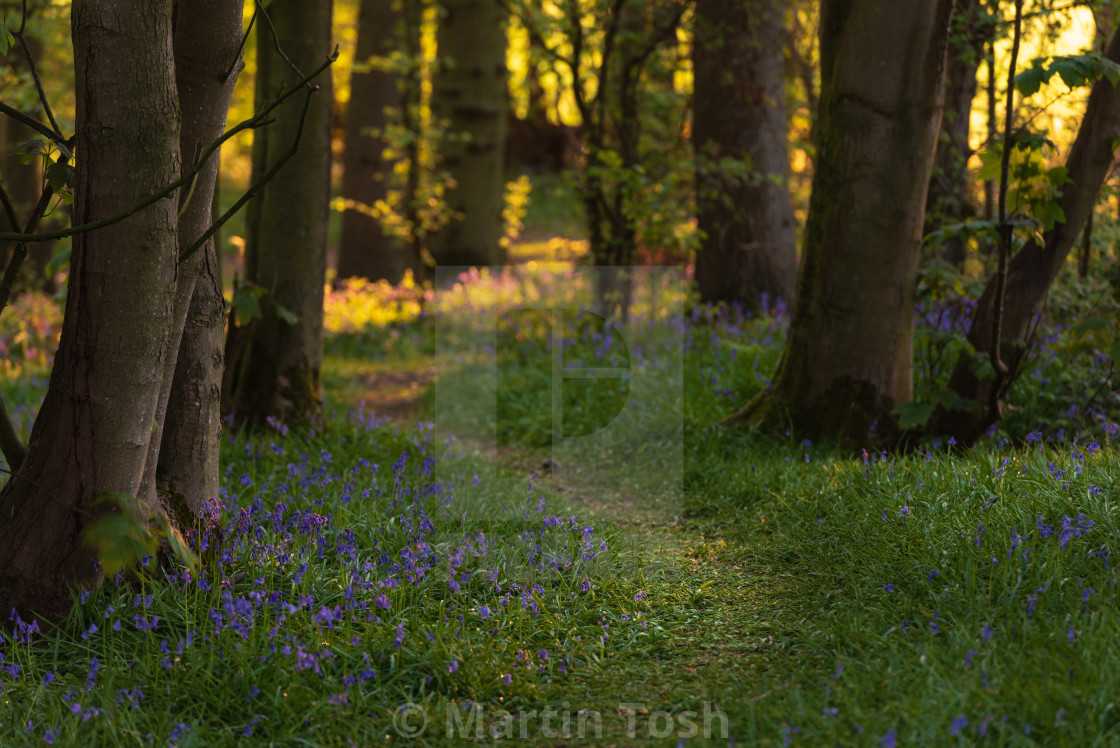 "Path through sunny bluebell woodland." stock image