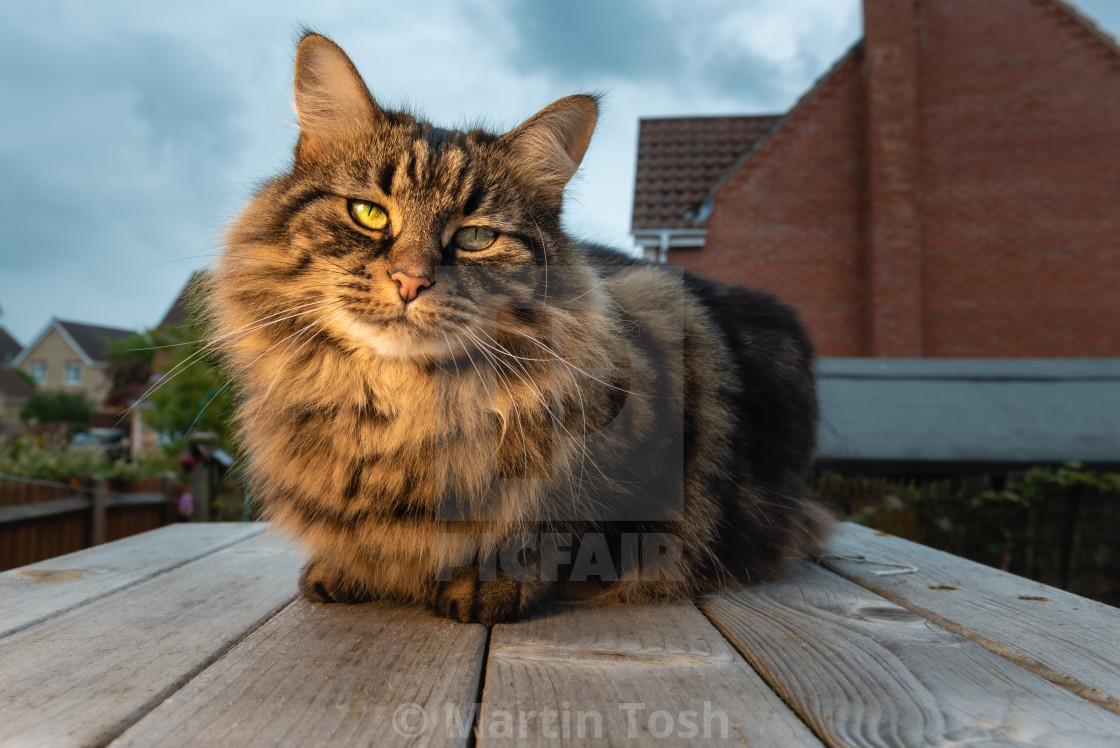 "Tabby cat on garden podium eye contact housing bg." stock image