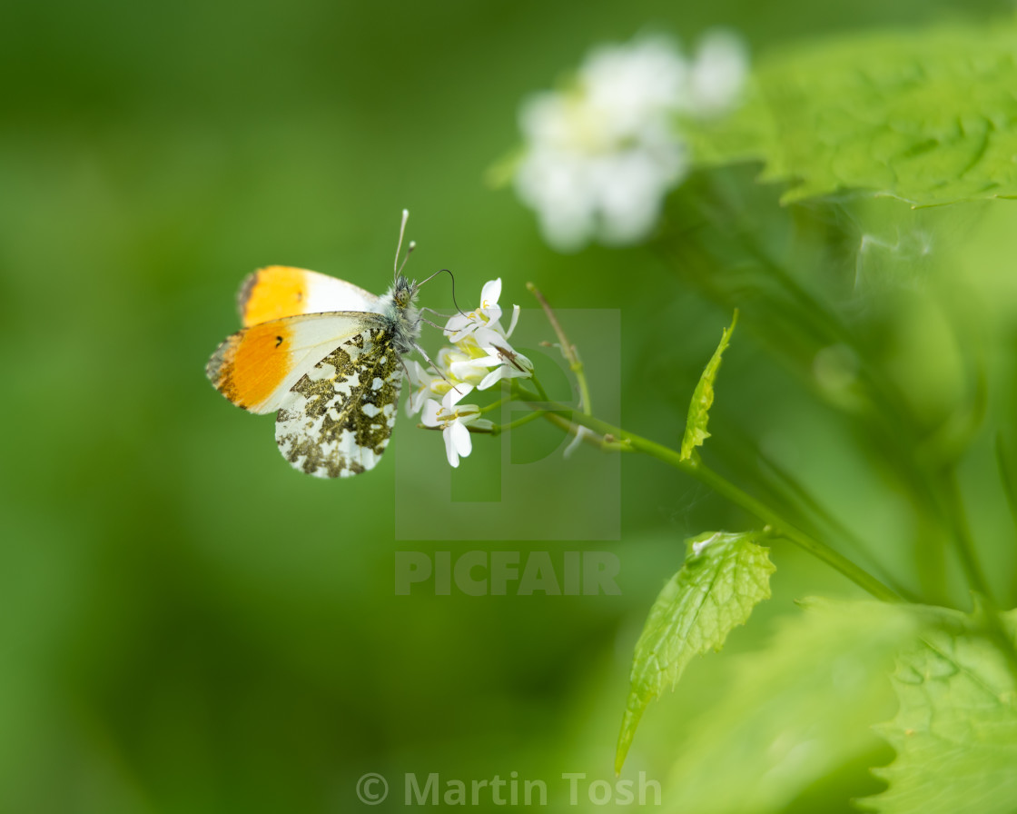 "Orange tip butterfly on Cuckoo flowers." stock image