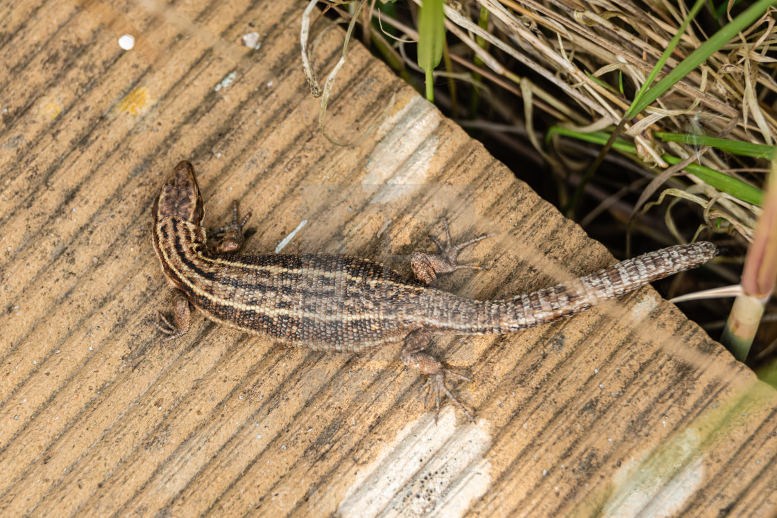 "Lizard on boardwalk iii." stock image