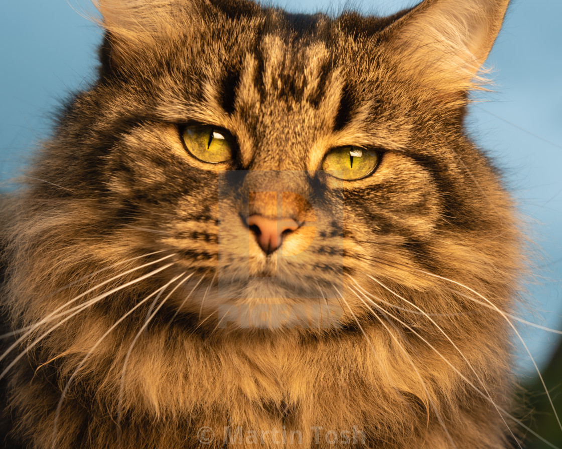 "Tabby cat close headshot eye contact." stock image