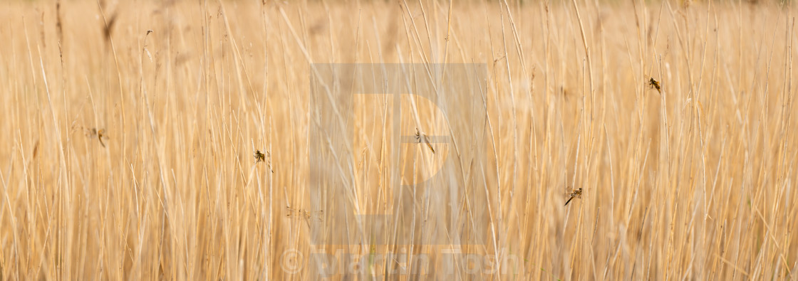 "Four Spotted Chaser dragonfly in reedbed vi multiple roosting pano." stock image