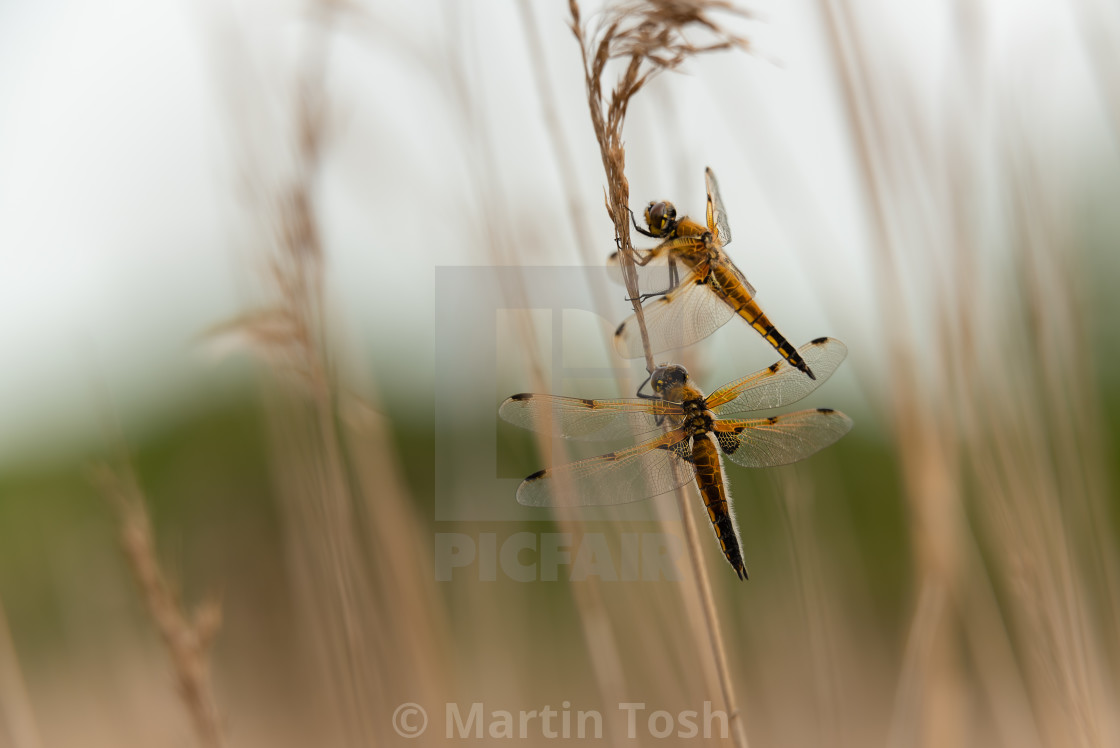 "Four Spotted Chaser dragonfly in reedbed vii two roosting soft bg." stock image