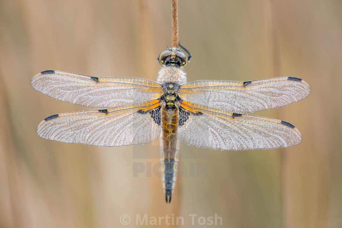 "'Four Spotted Dew Catcher' Four Spotted Chaser dragonfly in reedbed i..." stock image