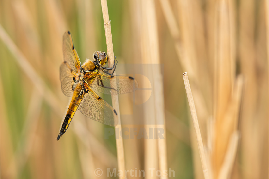 "Four Spotted Chaser dragonfly in reedbed viii single roosting." stock image