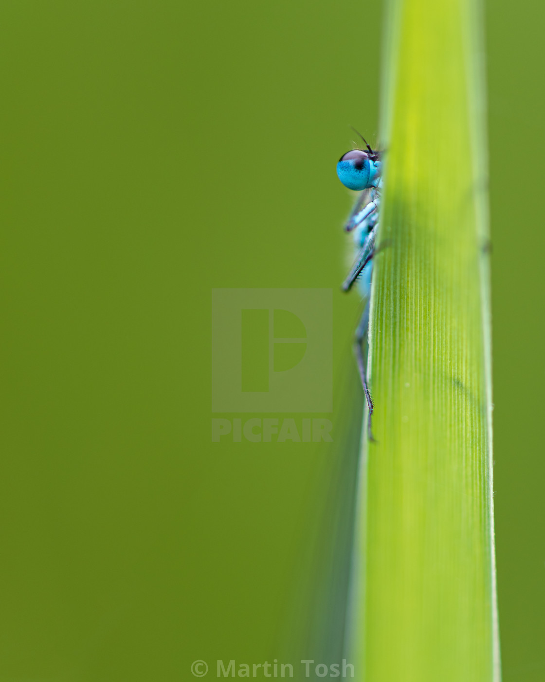 "Azure Damselfly peeking from behind grass stem." stock image