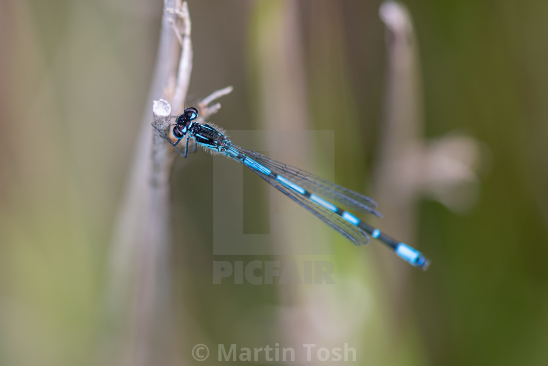 "Azure Damselfly roosting." stock image