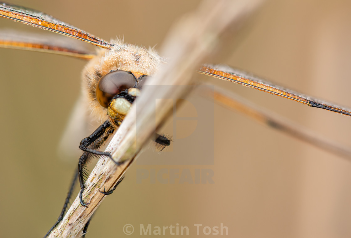 "Four Spotted Chaser dragonfly in reedbed iv roosting (stack)." stock image