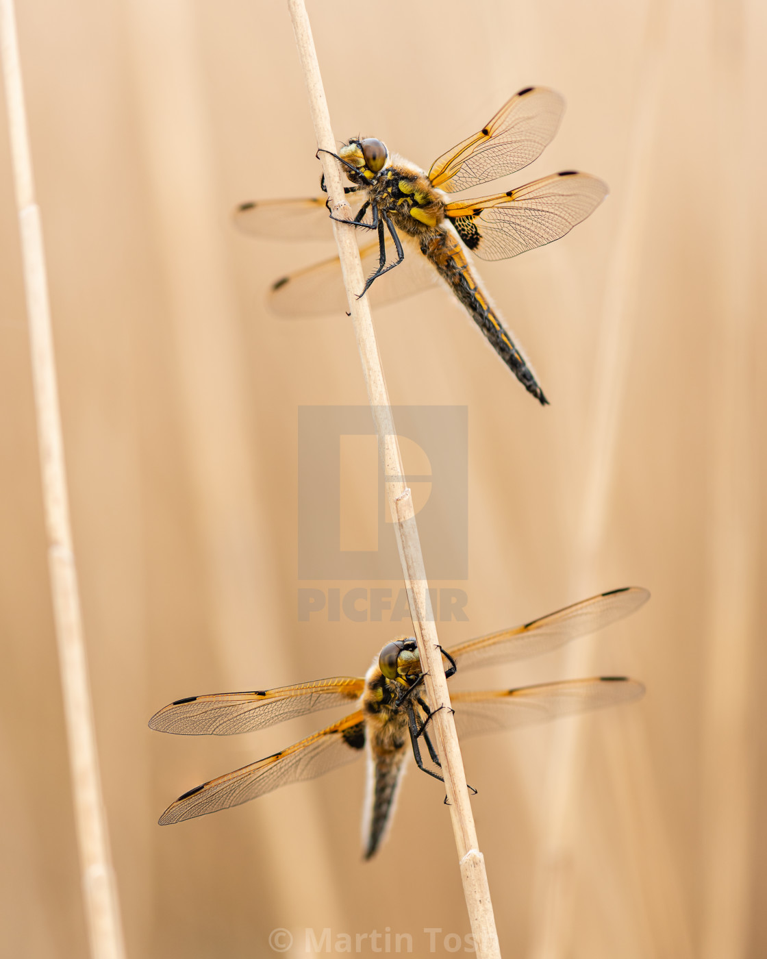 "Four Spotted Chaser dragonfly in reedbed v two roosting." stock image