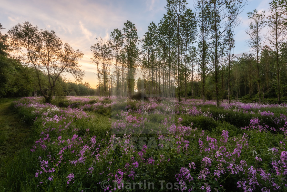 "Sweet Rocket watermeadow i." stock image