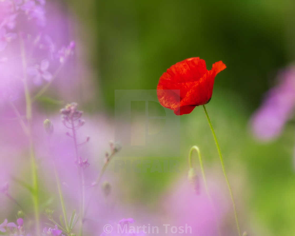 "Single poppy with soft sweet rocket framing." stock image