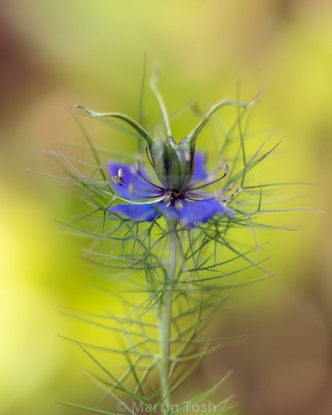 "Nigella damascena flowers iv single blue soft bg." stock image