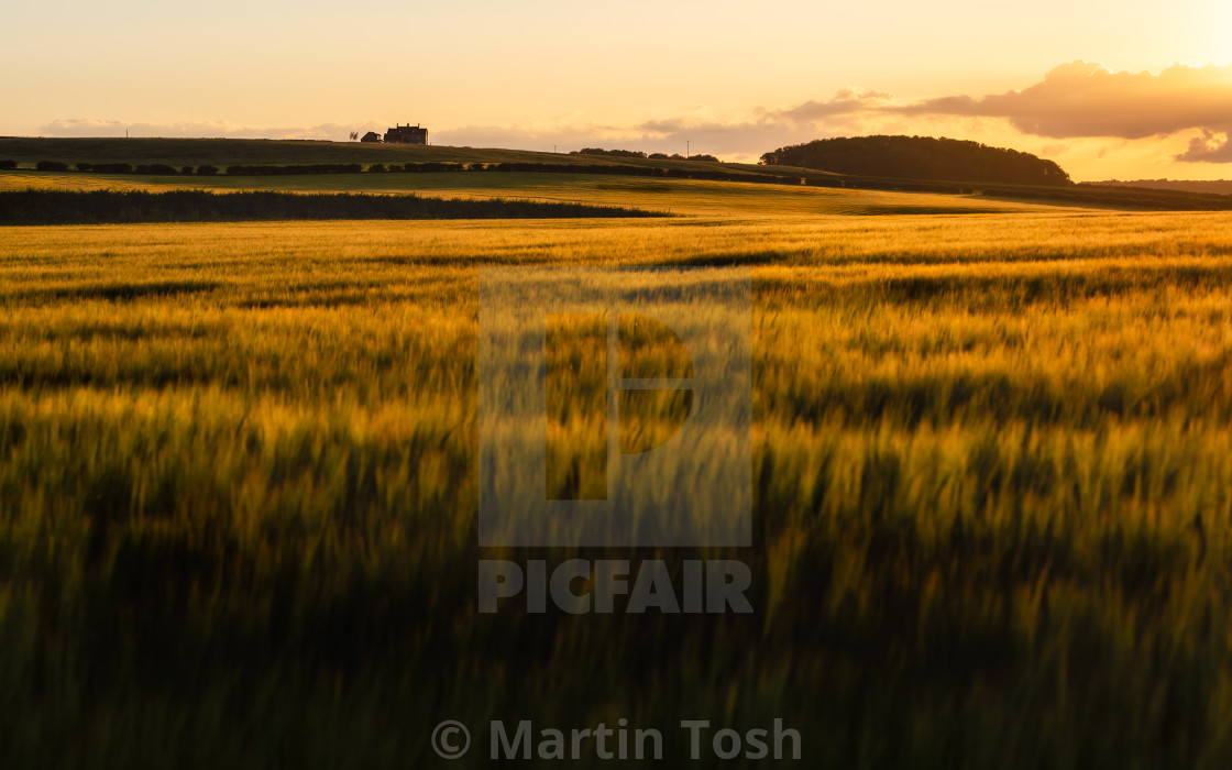 "Golden Norfolk barley field landscape." stock image