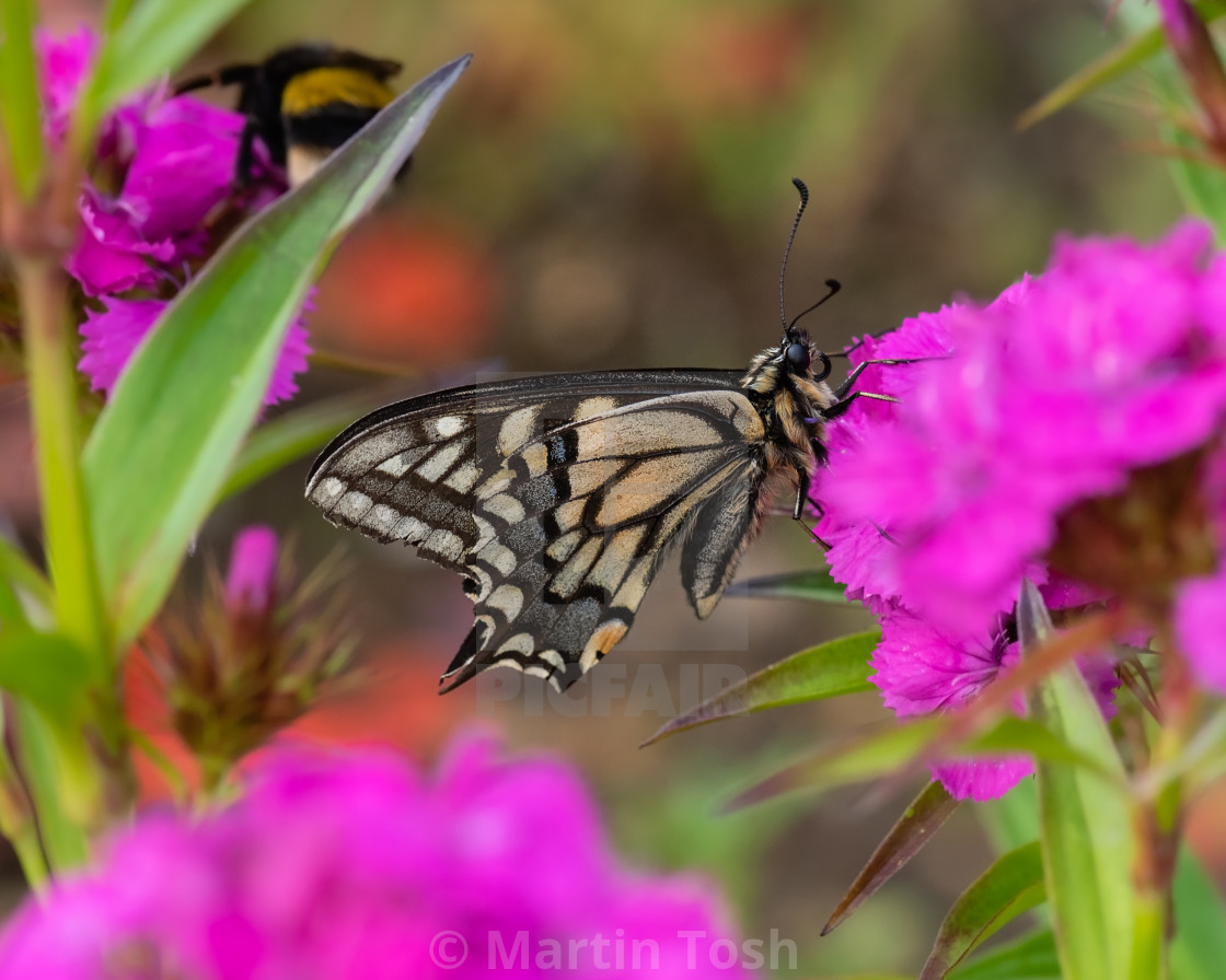 "Swallowtail butterfly on garden flowers i." stock image