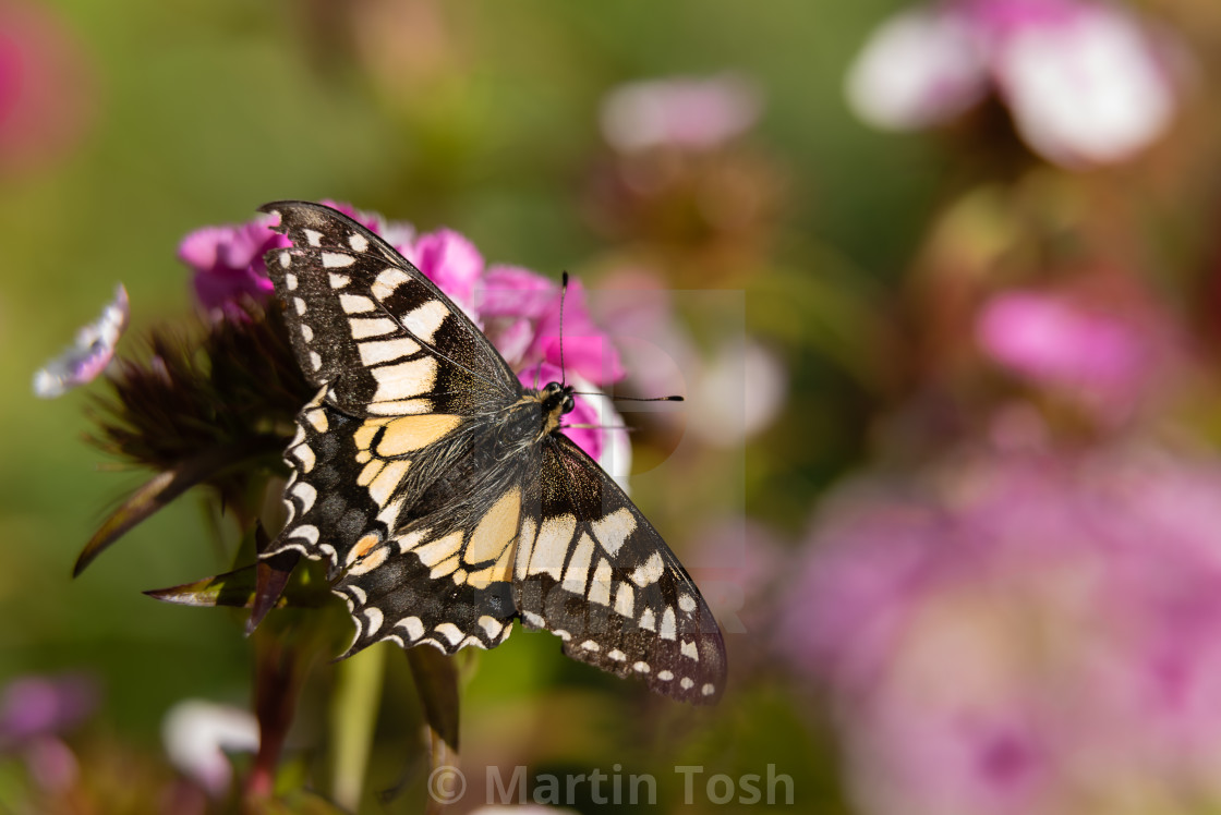 "Swallowtail butterfly on garden flowers ii. ." stock image